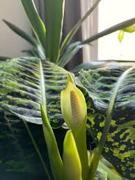 Image result for dieffenbachia flower