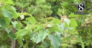 Image result for Alchornea laxiflora