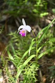 Image result for Thunbergia graminifolia