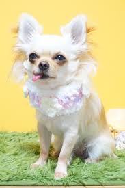 ボード 犬服 のピン