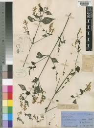 Image result for Isoglossa gregorii