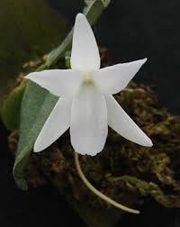 Image result for Aerangis