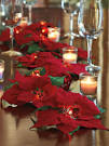 Best Deals Cordless Lighted Poinsettia Garland Review - Video