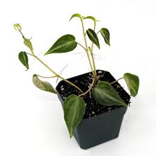 Image result for Peponium sp. A