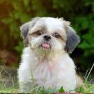 Find purebred Shih Tzu breeders nearest you