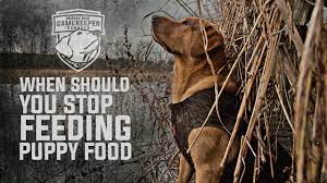 How Long Should Dogs Eat Puppy Food Youtube