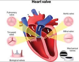 Cardiovascular disease (cvd) is a general term for conditions affecting the heart or blood vessels. Valvular Heart Disease Heart And Stroke Foundation