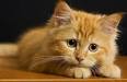 10 Smallest Cat Breeds - Kitty Lover News