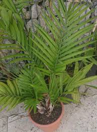 Image result for Chamaedorea radicalis