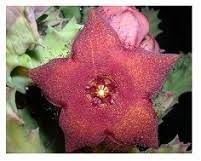 Image result for Orbea melanantha