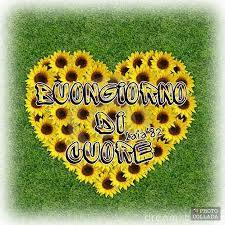 Buongiorno Girasoli Prato Cuore Buongiorno Girasoli Buona Giornata
