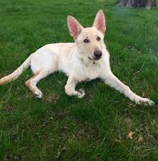Huge collection, amazing choice, 100+ million high quality, affordable rf and rm images. History Of The White Alsatian Dog
