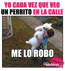 20 Divertidos Memes De Perros Que Te Haran Llorar De Risa Llorando De Risa Memes Divertidos Memes De Risa