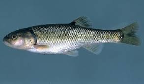 Image result for Rhipidoglossum globulosocalcaratum