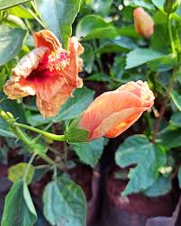 Image result for Malvaceae subfamily Malvoideae