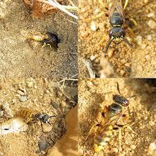 Maybe you would like to learn more about one of these? Comment Traiter Un Nid De Guepes En Terre Dans Mon Jardin A Breteuil Sur Iton 27 Bc27