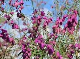 Image result for Polygala rivularis