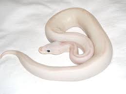 Blue Eyed Lucy Super Stripe Morph List World Of Ball Pythons Ball Python Ball Python Morphs Snake Lovers