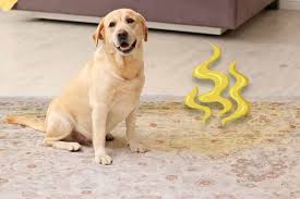 Does your house smell like dog? June Gloom Why Suddenly Your Rug Smells Of Bad Pet Odor