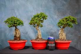 Image result for Premna