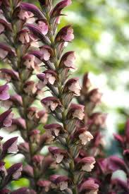 Image result for Acanthus polystachyus