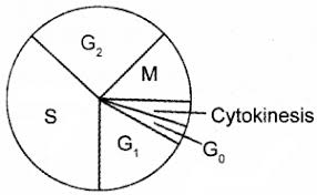 Animal cell mitosis is characterised by. Plus One Botany Chapter Wise Questions And Answers Chapter 6 Cell Cycle And Cell Division A Plus Topper