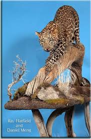 Natures Design African Cats Wildlife Paintings Animals And Pets