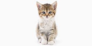 Free images of cats and kittens. The Kitten Checklist International Cat Care