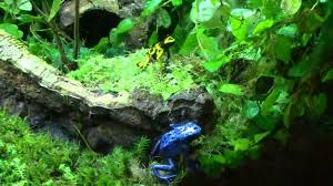 Terrarium vivarium paludarium build pt.2. The Water S Edge Vivarium Paludarium Style Aquascaping Pet Fish Plants
