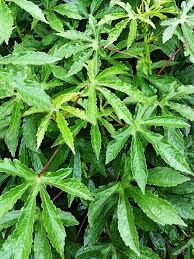Image result for Hibiscus cannabinus