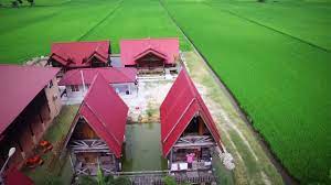 Sekinchan , tempat menarik di sekinchan , tempat menarik di selangor , apa yang best di sekinchan , sawah padi sekinchan , mentarang bakar di sekinchan. D Sawah Bendang Homestay Youtube