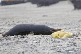 Annemarie hess | letzte aktualisierung: Jagd Auf Babys Im 21 Jahrhundert Europa Blog