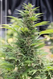 Die lustigen moosjucker — marihuanabaum, 02:57, 4.0mb download mp3 full version here. Cannabis Sativa Das Ultimative Handbuch 2020