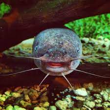 Smiling Electric Catfish Fish Pet Catfish Pets
