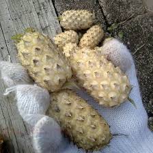 Nenas batu walaupun kecil tapi banyak khasiat yang tidak diketahui ramai. Khasiat Ajaib Nenas Batu Untuk Wanita Nanieybarnieylurviey