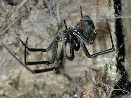 Only mature female's carry venom, juveniles of both genders and male pose no risk to people. Protect Workers From The Bite Of Black Widow Spiders