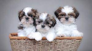 Precious, fluffy and small, shih poos has an average weight between 8 to 18 pounds and an average height between 8 to 17 inches. Shih Tzu Price Temperament Life Span