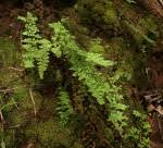 Image result for Cheilanthes hirta
