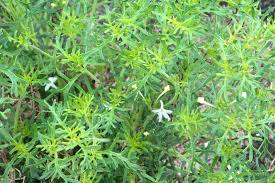 Image result for Chascanum hederaceum