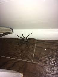 With massive fangs and incredible speed, a bite sure wouldn't be fun! What Kind Of Spider Is This Is It Harmful Or Poisonous To Humans Or Cats Could It Be Hunting The Influx Of Termites We Ve Been Having In Se Louisiana Spiders