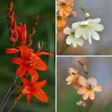 Image result for Tritonia