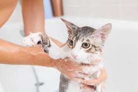 We did not find results for: Comment Se Debarrasser Des Puces De Chat Naturellement Remedes Et Conseils