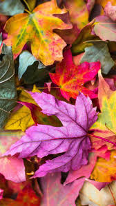 Aesthetic Leaves Wallpaper Kolpaper Awesome Free Hd Wallpapers Ios 14 fall aesthetic ideas.