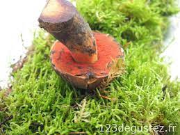 Poelee De Champignons Bolet A Pied Rouge 1 2 3 Degustez