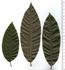 Image result for Glenniea