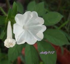 Image result for Ipomoea pes-tigridis