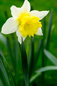 Day 2 Nature Challenge Daffodil Daffodil Flower Daffodils Pretty Flowers