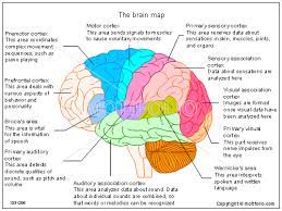 The mammalian brain is composed of many cell populations that differ based on their molecular, morphological, electrophysiological and functional characteristics. The Brain Map Ppt Powerpoint Drawing Diagrams Templates Images Slides Brain Mapping Brain Anatomy And Function Brain Structure