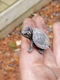 Baby turtle I found today : r/turtle