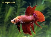 Siamese Fighting Fish Life Cycle Images Kuhn Photo